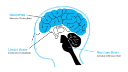 Animation style brain map