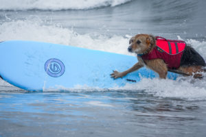 Dog on surfboard